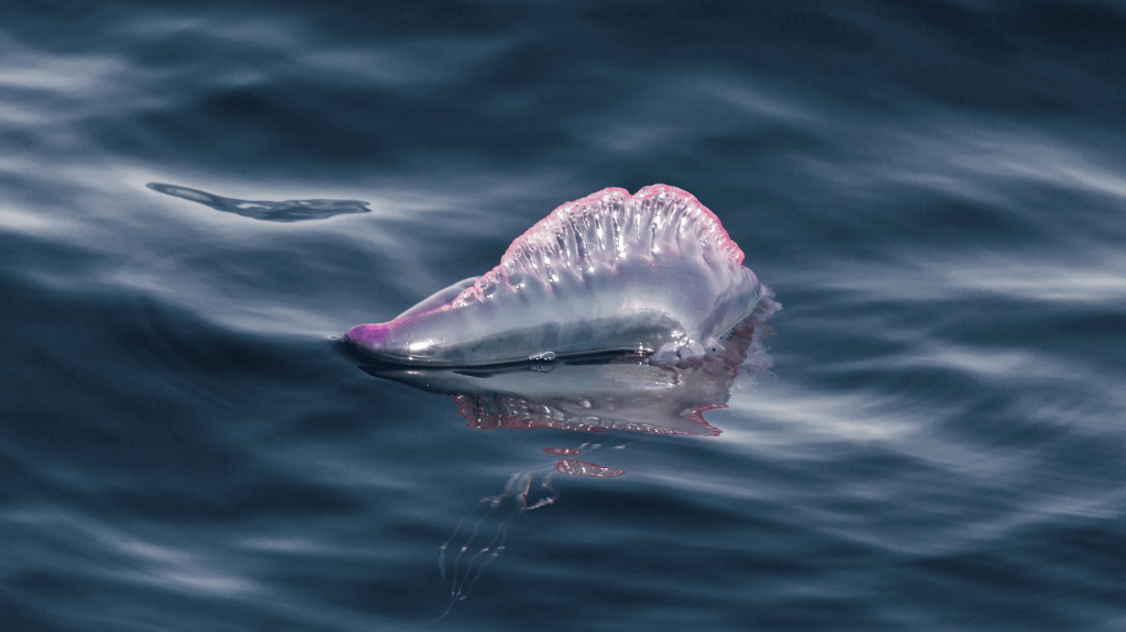 水母什麼時期會增多? 三種特別危險的類型以及被蜇時不要做什麼